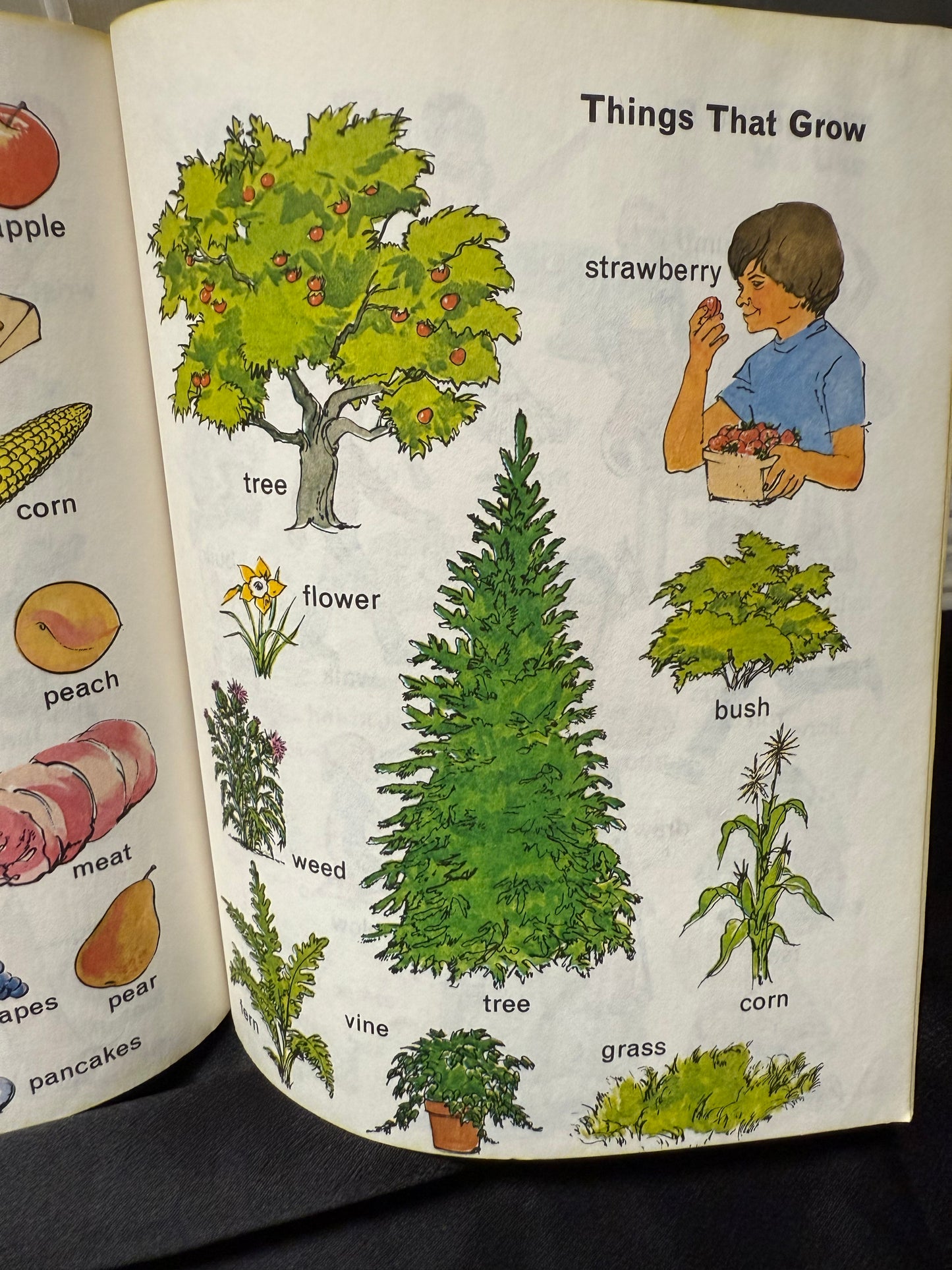 Words Little Golden Book Children's